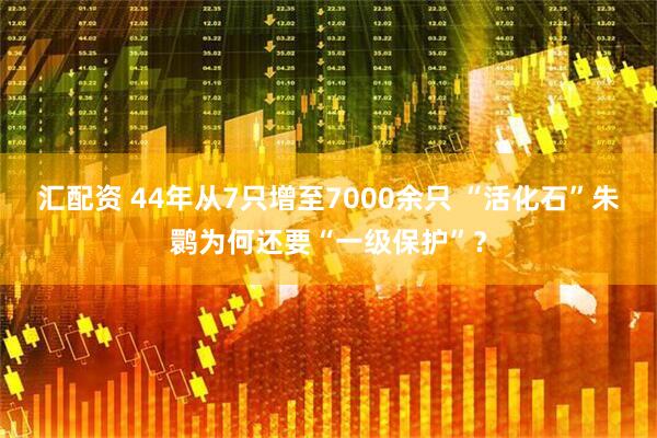 汇配资 44年从7只增至7000余只 “活化石”朱鹮为何还要“一级保护”？